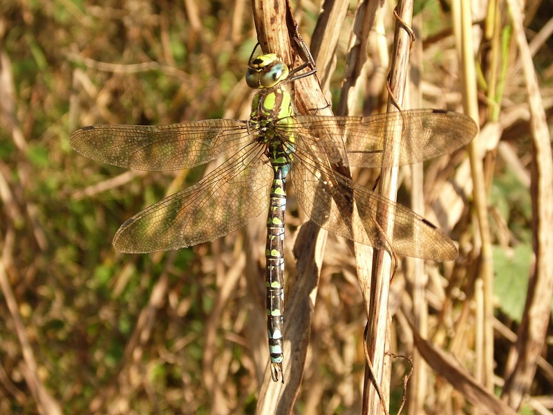 Grossa libellula da identificare